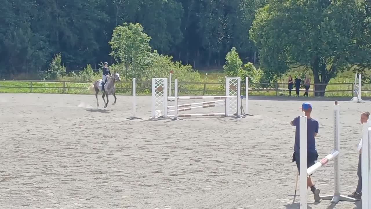 Hoppning hästar till salu: Kanon snäll tävlingshäst - Video 1