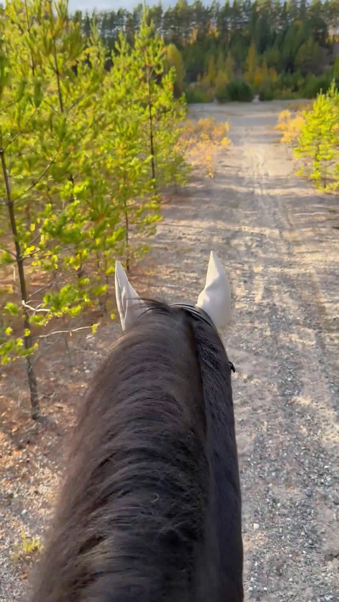 Allround hästar till salu: Trevlig frieser/hbl-valack i Vagnhärad - Video 1