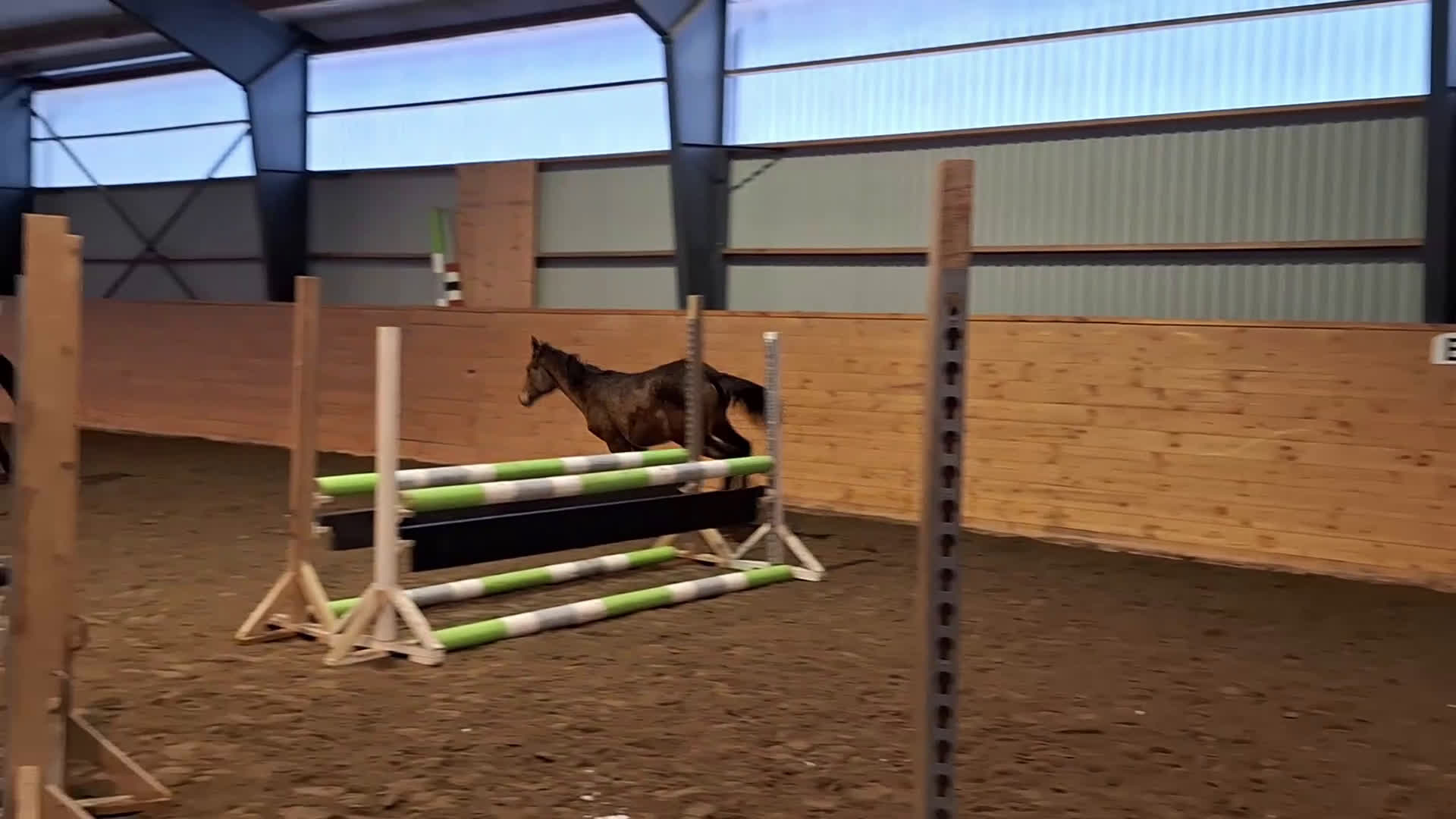 Hoppning hästar till salu: Uttrycksfullt ettåring med fantastisk hoppstam! - Video 4