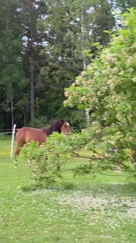 Allround hästar till salu: Välhanterad 1åring Bponny - Video 1