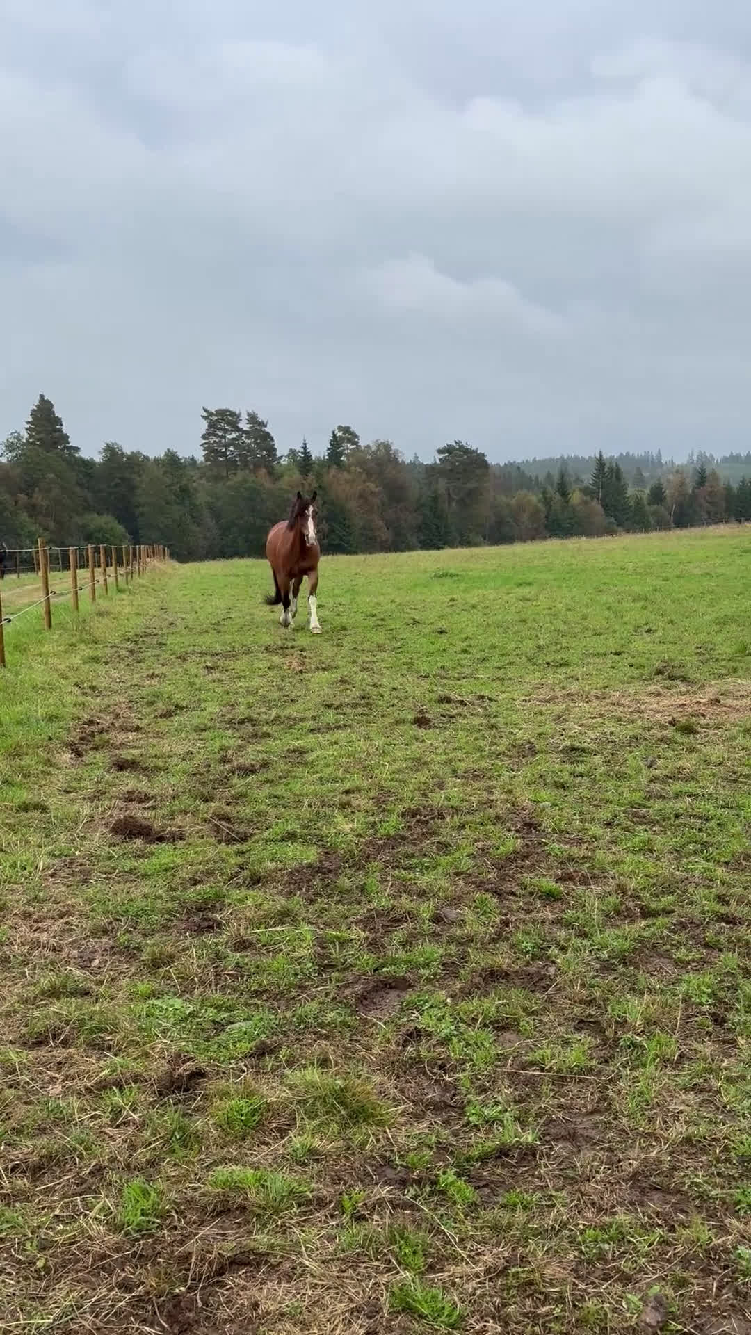 Sällskap hästar till salu: Kallblodstravare för sällskap/avel i Växjö - Video 1