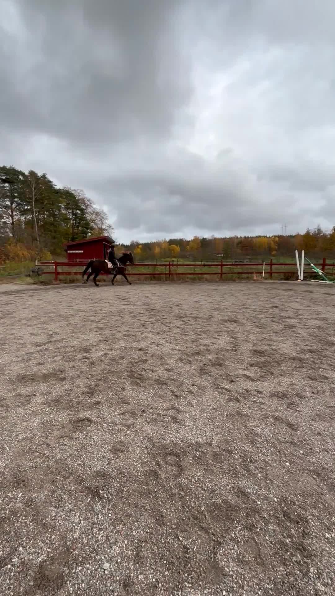 Allround hästar till salu: Genomsnäll kille söker nytt hem 🩷 i Strängnäs - Video 1