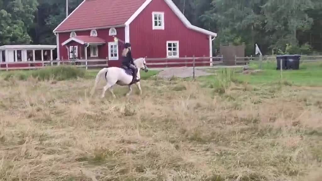 Allround hästar till salu: B ponny sto söker ny ryttare  - Video 1