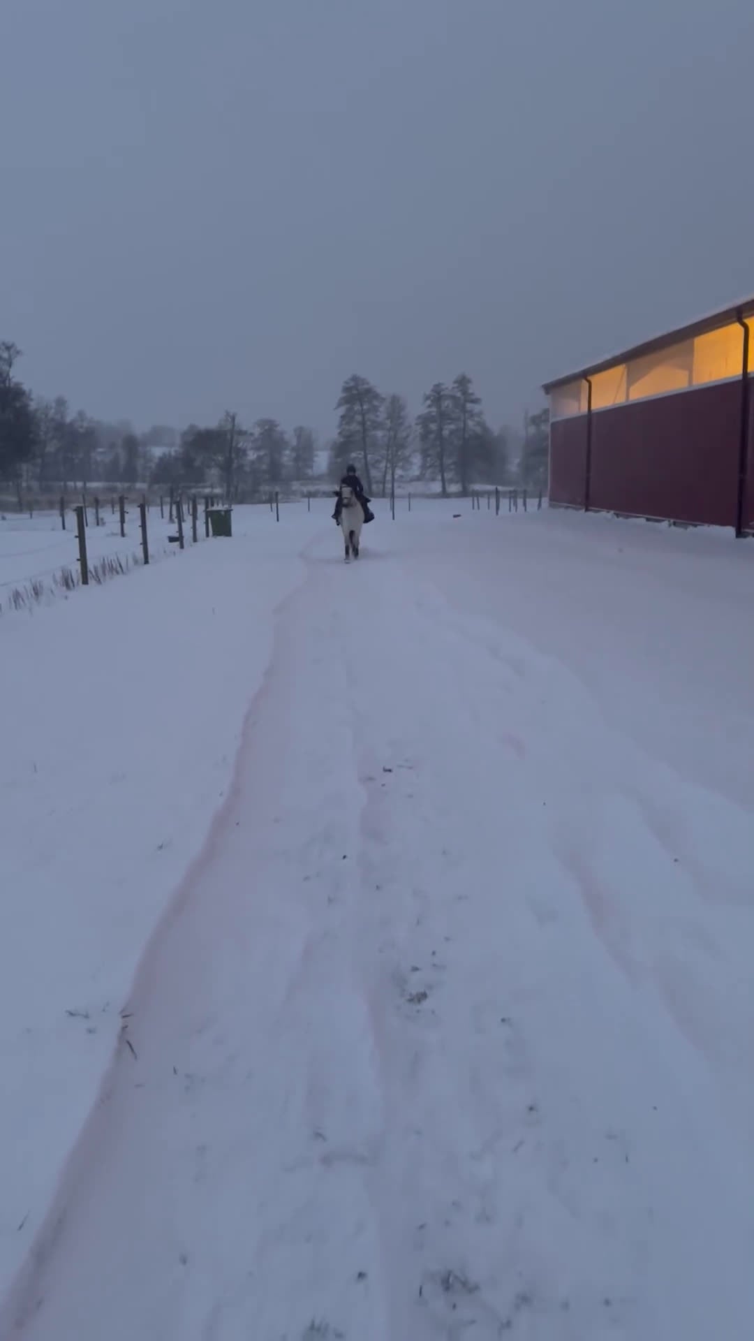 Allround hästar till salu: Fantastisk förstaponny och bästa vän - Video 3