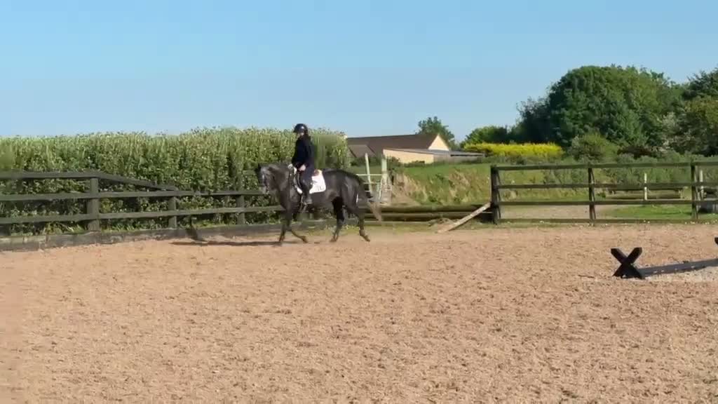 Hoppning hästar till salu: D ponny med toppstam 🌟 - Video 1