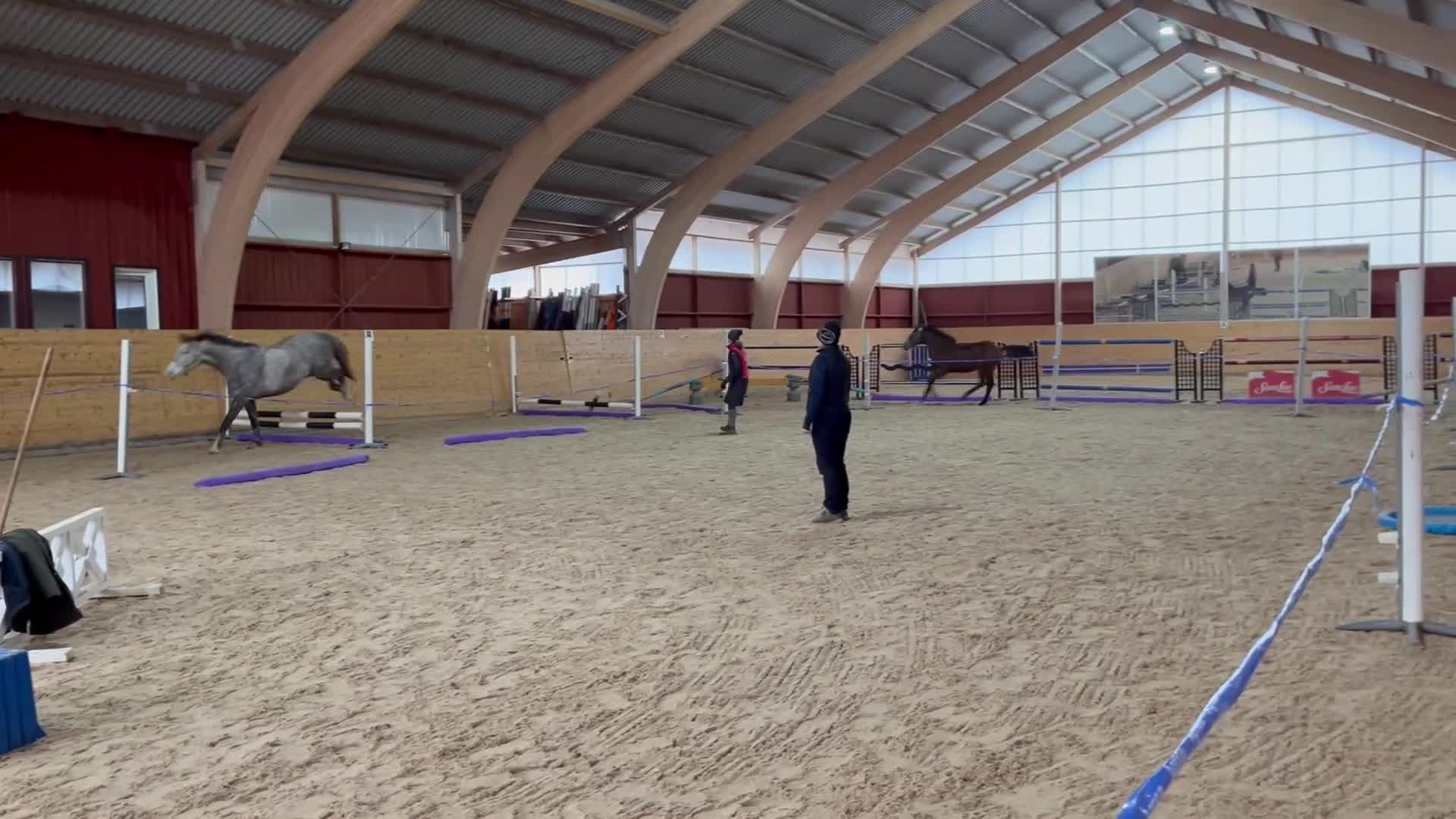 Allround hästar till salu: Mycket trevlig 1-årig valack e: Zafferano  i Blidsberg - Video 1
