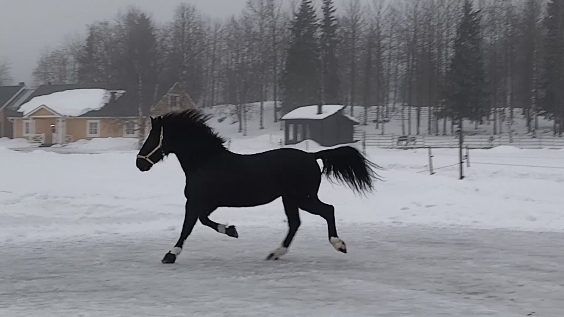 Allround hästar till salu: Polskt halvblod - Video 1