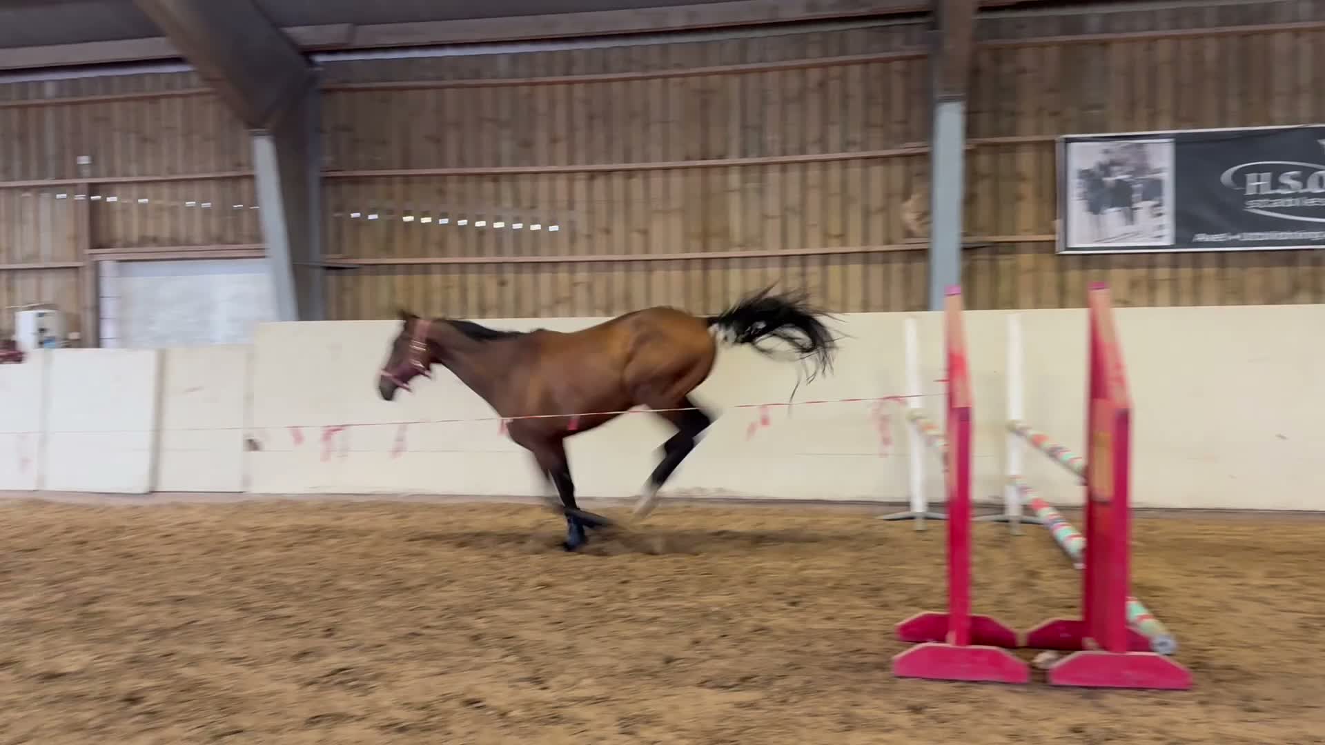 Allround hästar till salu: Trevlig 5 åring  i Sölvesborg - Video 2