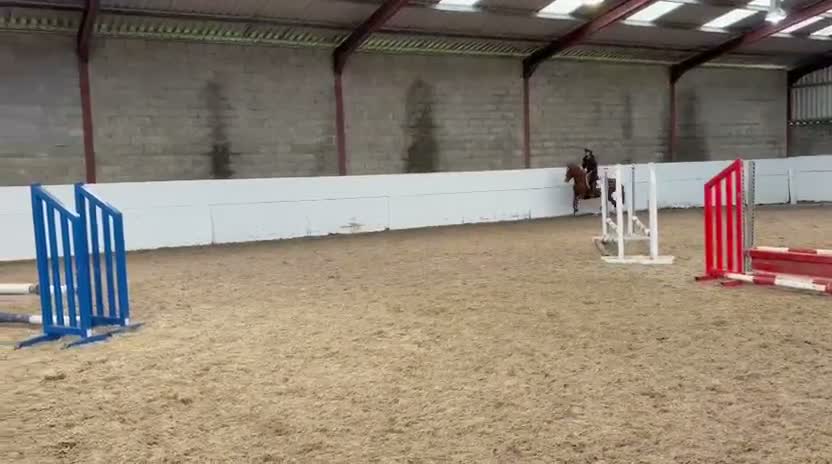 Allround hästar till salu: Alrounder Pony  - Video 2