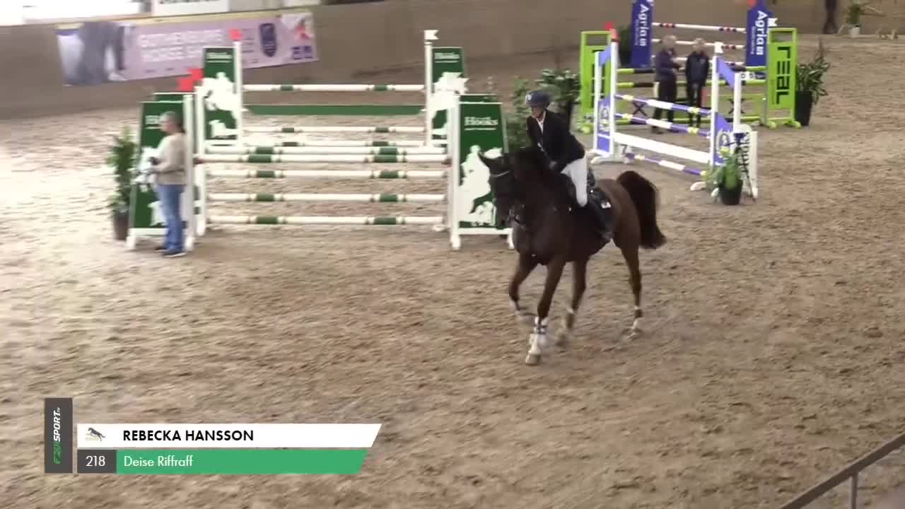 Hoppning hästar till salu: Het och framåt hopphäst  - Video 1