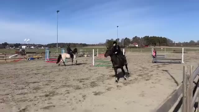 Allround hästar sökes: Ny bästa vän sökes i Norrköping - Video 2