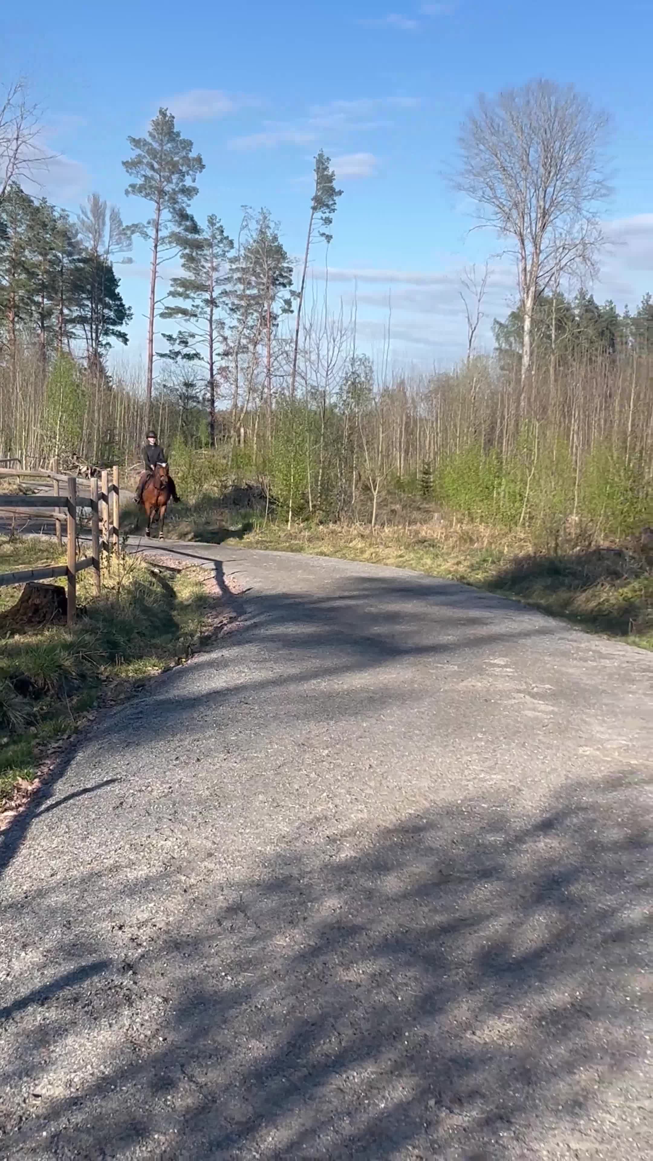 Allround hästar till salu: Sportig ponny säljes - Video 1