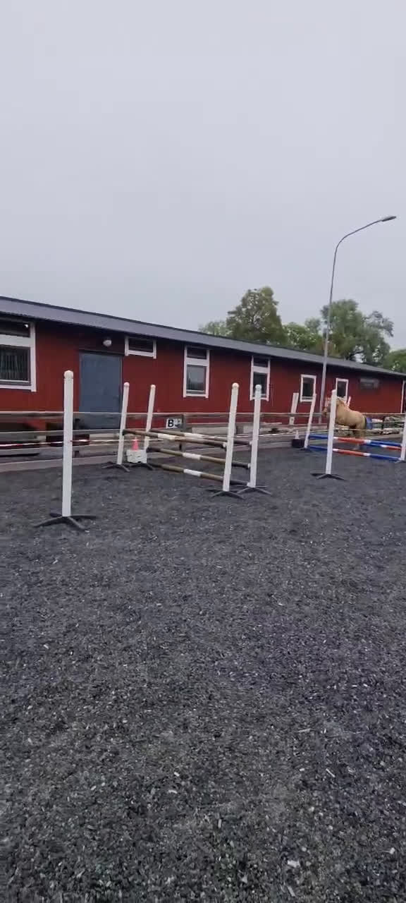 Allround hästar till salu: Ponny till dressyr,  hopp eller fälttävlan  i Gusum - Video 1