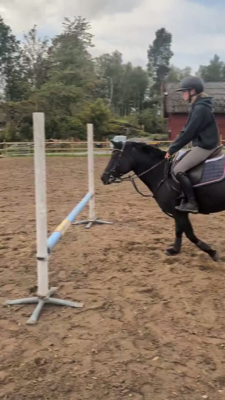Allround hästar till salu: Superhärlig sportponny - Video 5
