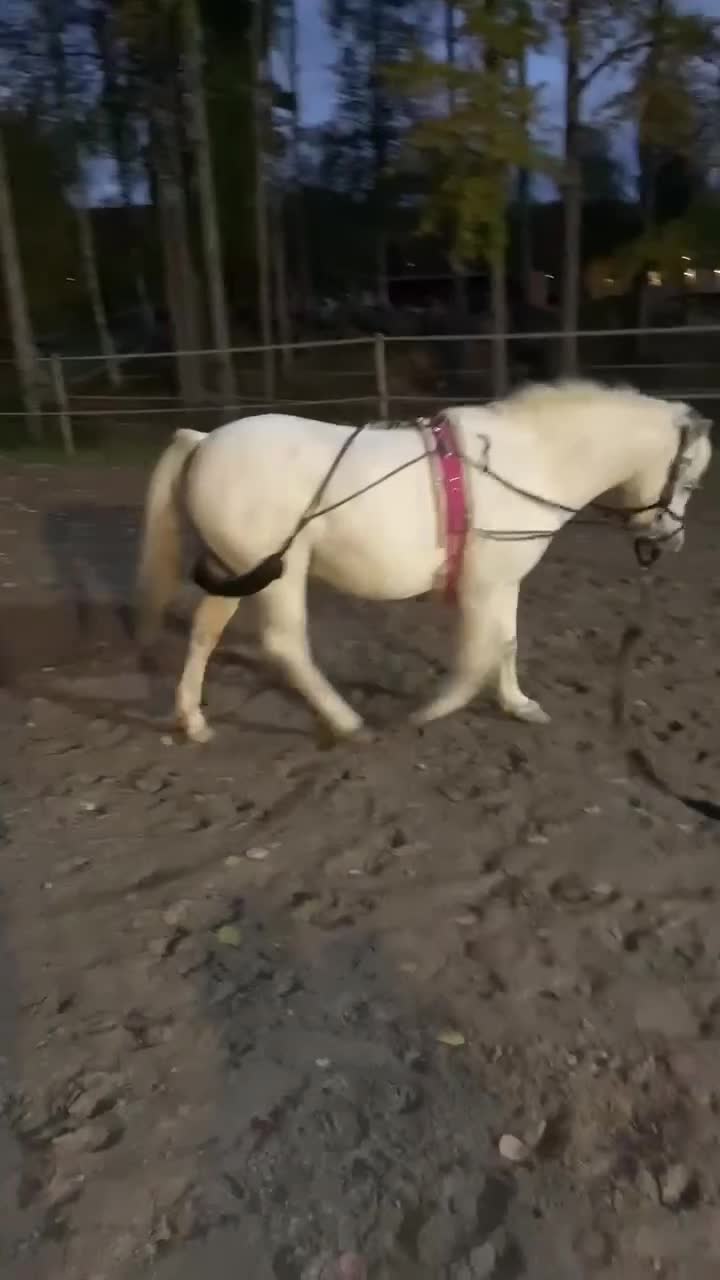 Allround hästar till salu: Socker­söt B-ponny med stor charm  i Sundsvall - Video 2