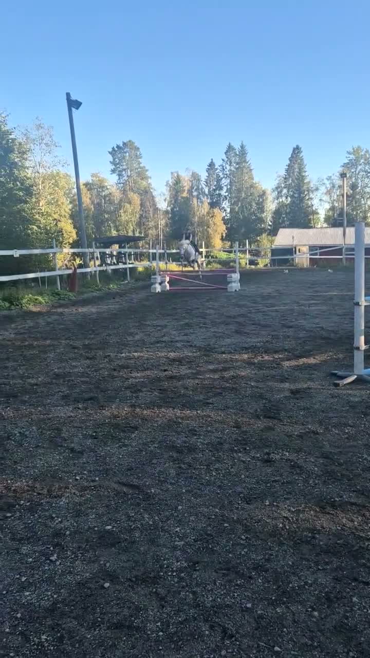 Hoppning hästar till salu: Maxat B-ponnysto - Video 3