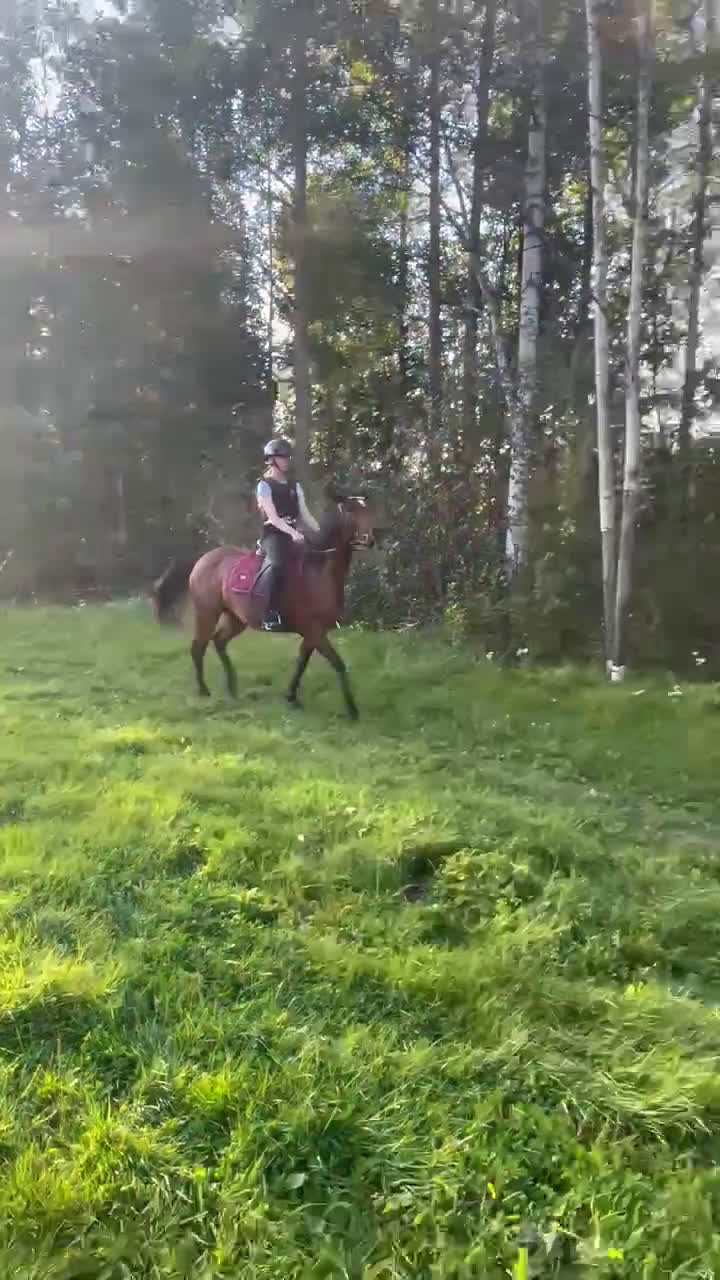 Allround hästar till salu: Personlig ponny med stor potential i Sågmyra - Video 3