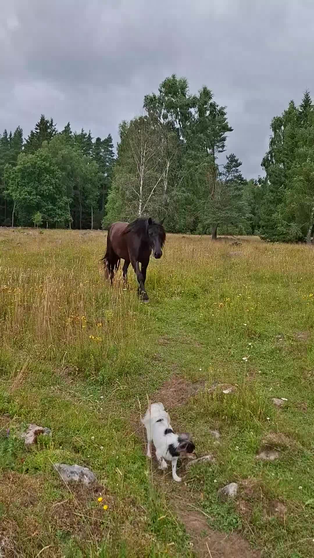 Allround hästar till salu: Magiska Ulla - Video 1