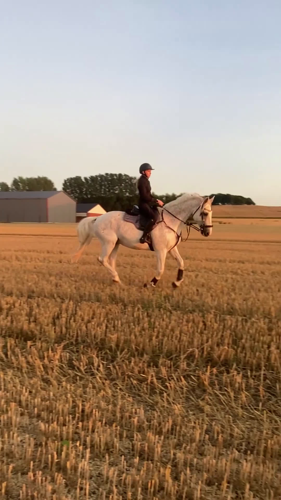  foderhäst finnes: Hoppglad bästavän i Helsingborg - Video 1