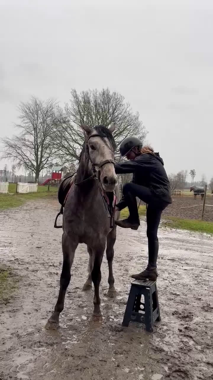 Allround hästar till salu: En riktigt prins  i Skara - Video 1