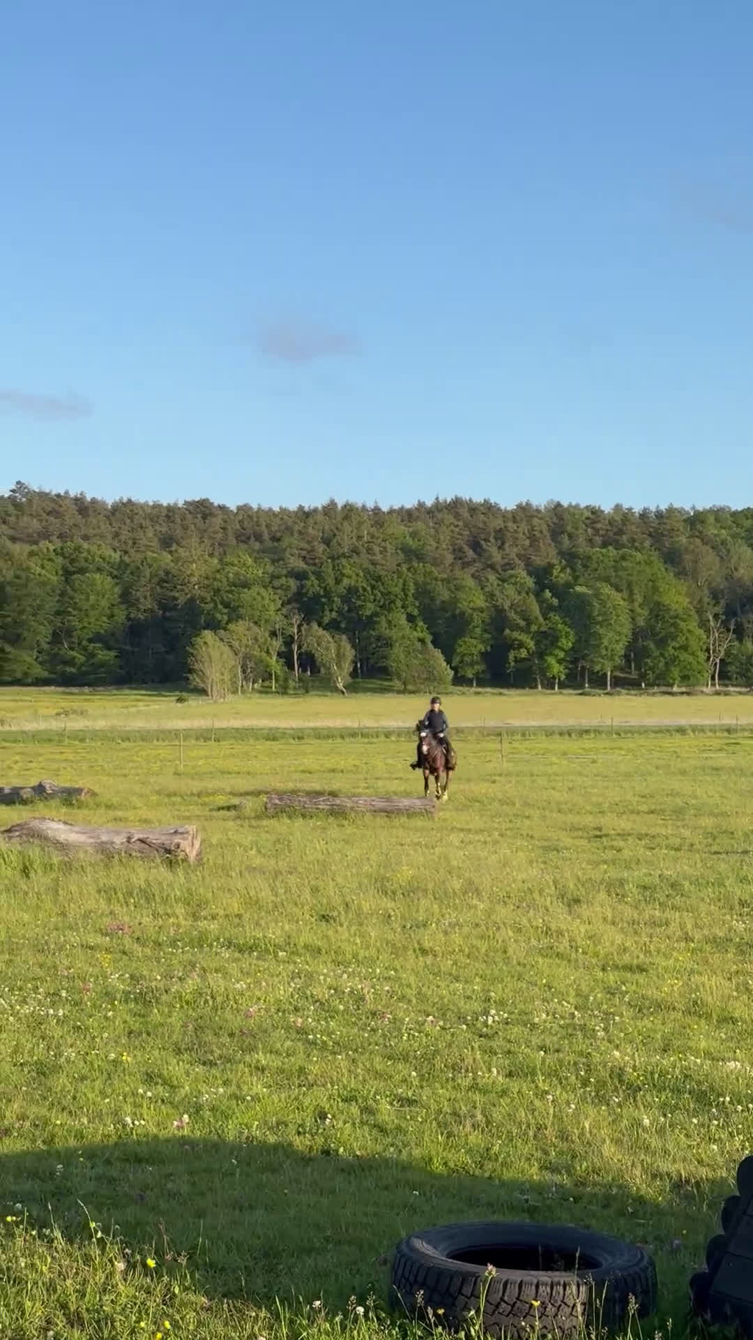 Allround hästar till salu: Charmig C-ponny söker sin nya familj i Hålta - Video 3