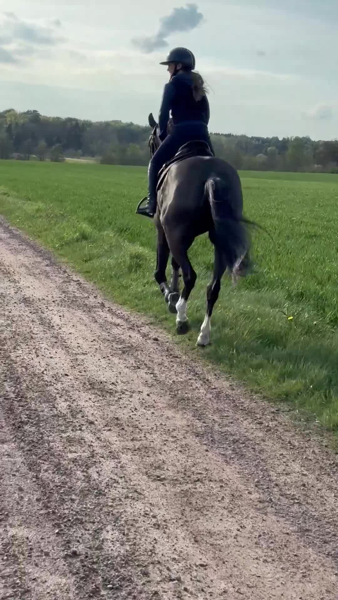 Hoppning hästar till salu: Underbar & vacker 4-åring - Video 1