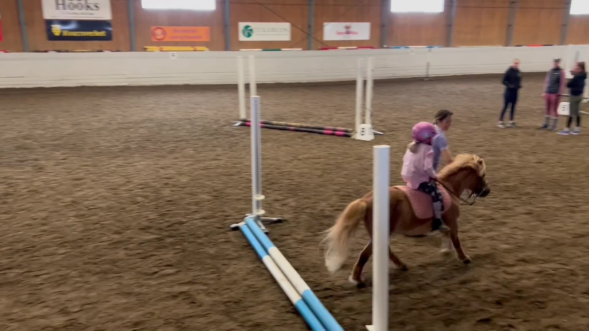 Allround hästar till salu: Lilla Wille söker nytt hem - Video 3