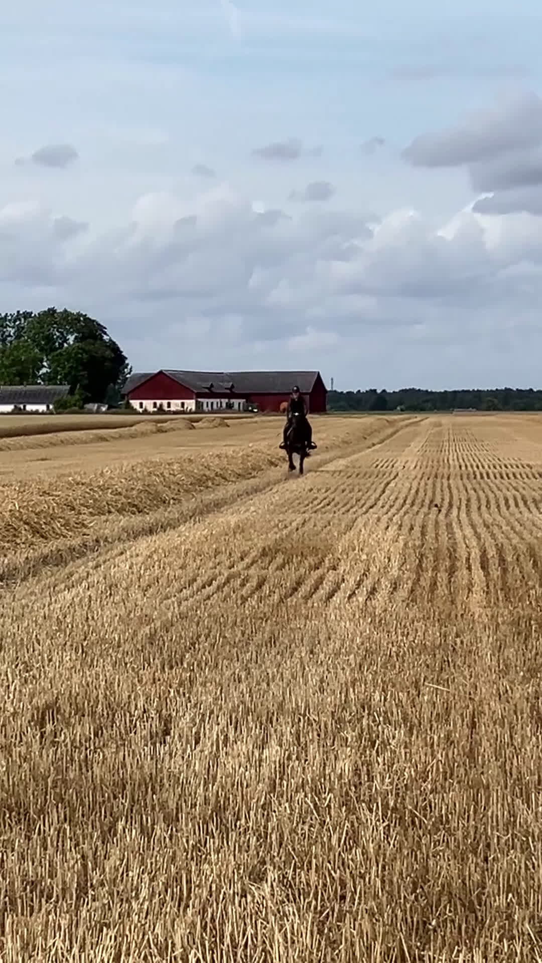 Dressyr hästar till salu: Pigg och glad ponny i Dösjebro - Video 1