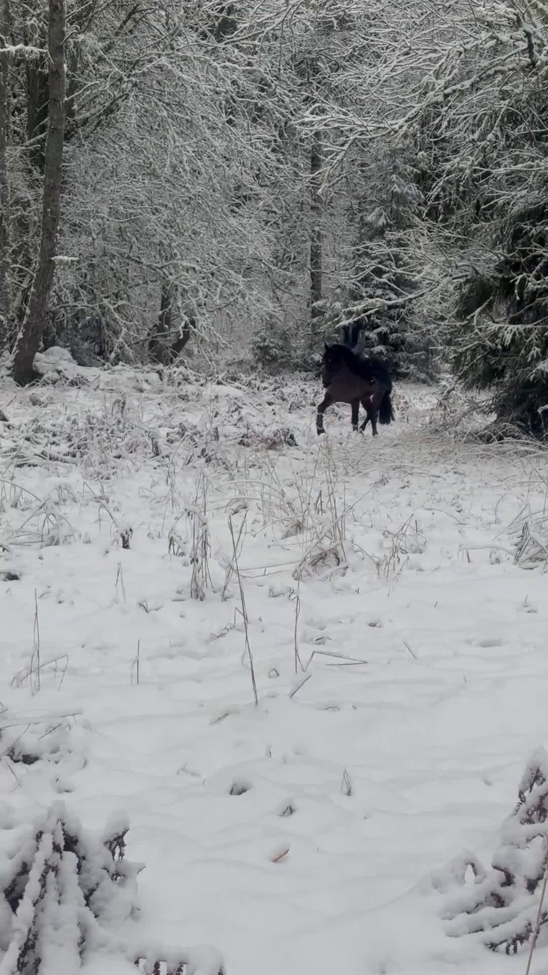 Hoppning hästar till salu: Guldponny - Video 1