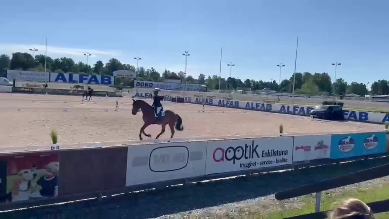 Allround hästar till salu: Stiliga och snälla Harry söker sin nya ryttare! i Flen - Video 1