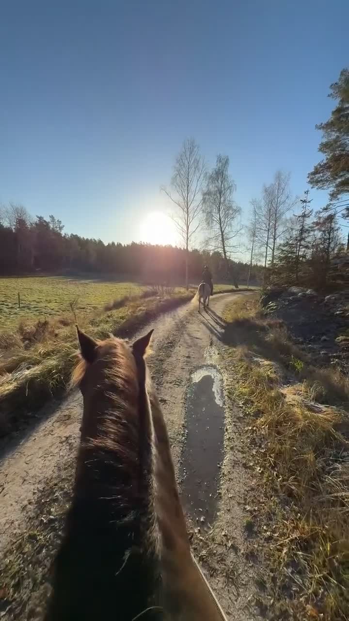  medryttarhäst finnes: Skogsmullehäst söker medryttare - Video 1