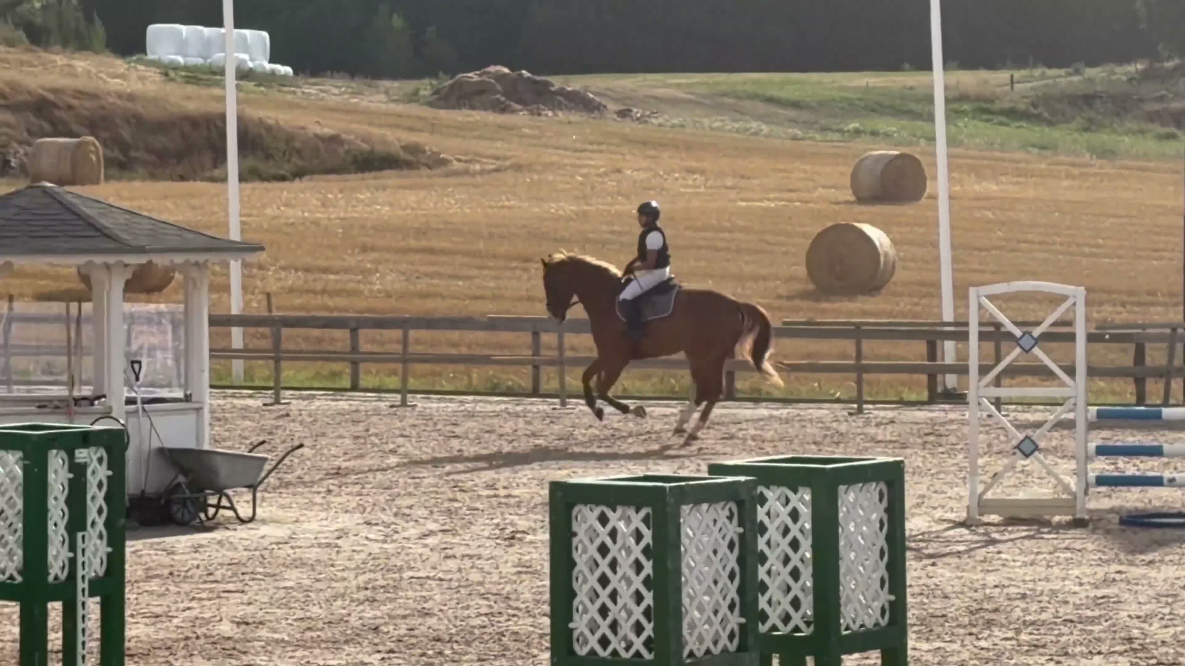 Hoppning hästar till salu: Fin 4 åring med potential!  - Video 3