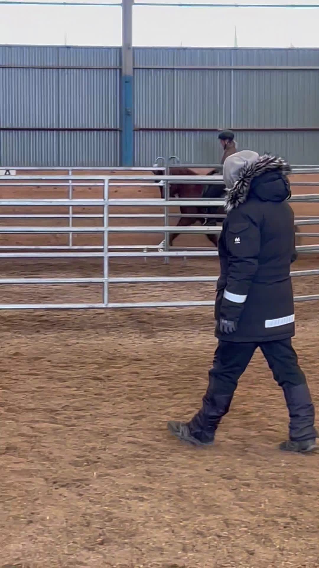 Island hästar till salu: Flott sto redo för tävlingsbanan  i By Kyrkby - Video 1