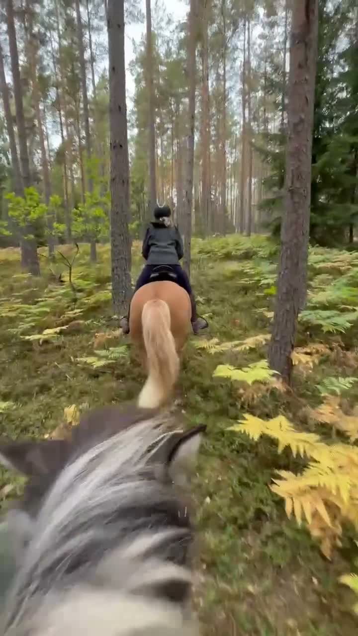 Island hästar till salu: Finaste killen - Video 1
