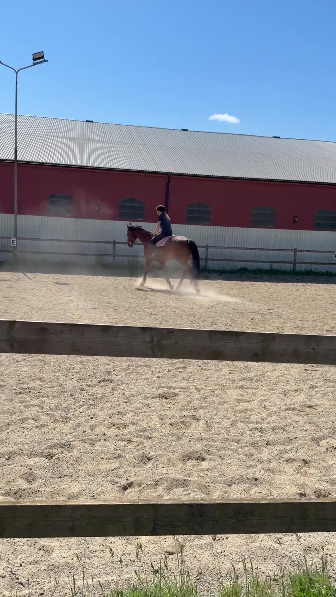 Allround hästar till salu: SWB-valack e. Hip Hop - Video 5