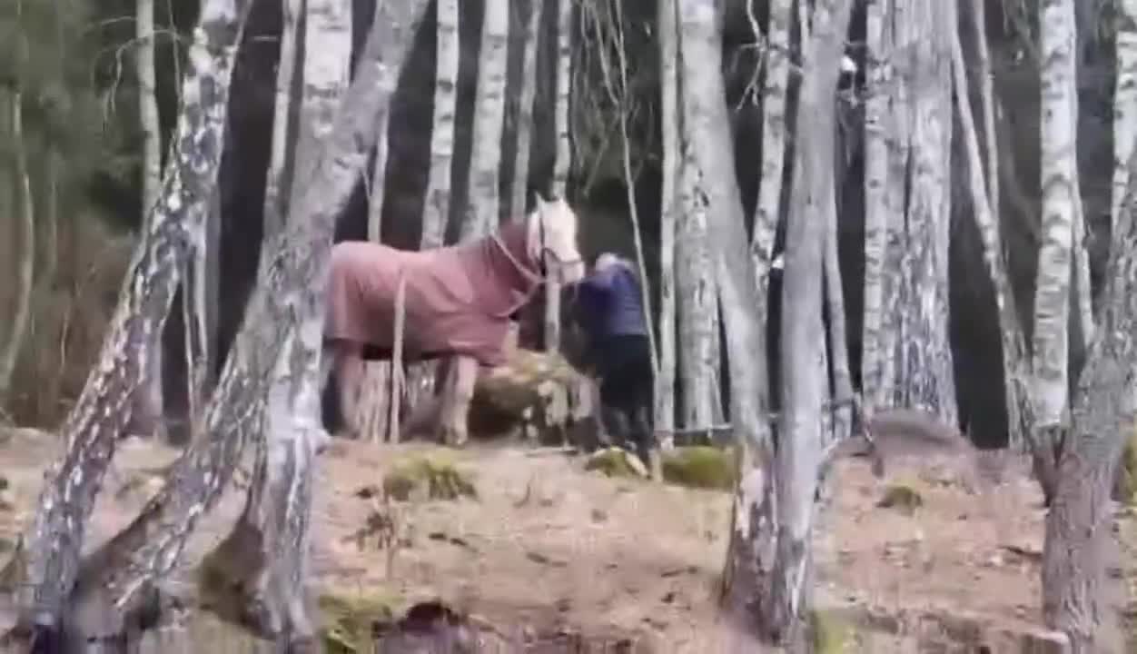 Allround hästar till salu: Snäll ponny  - Video 1