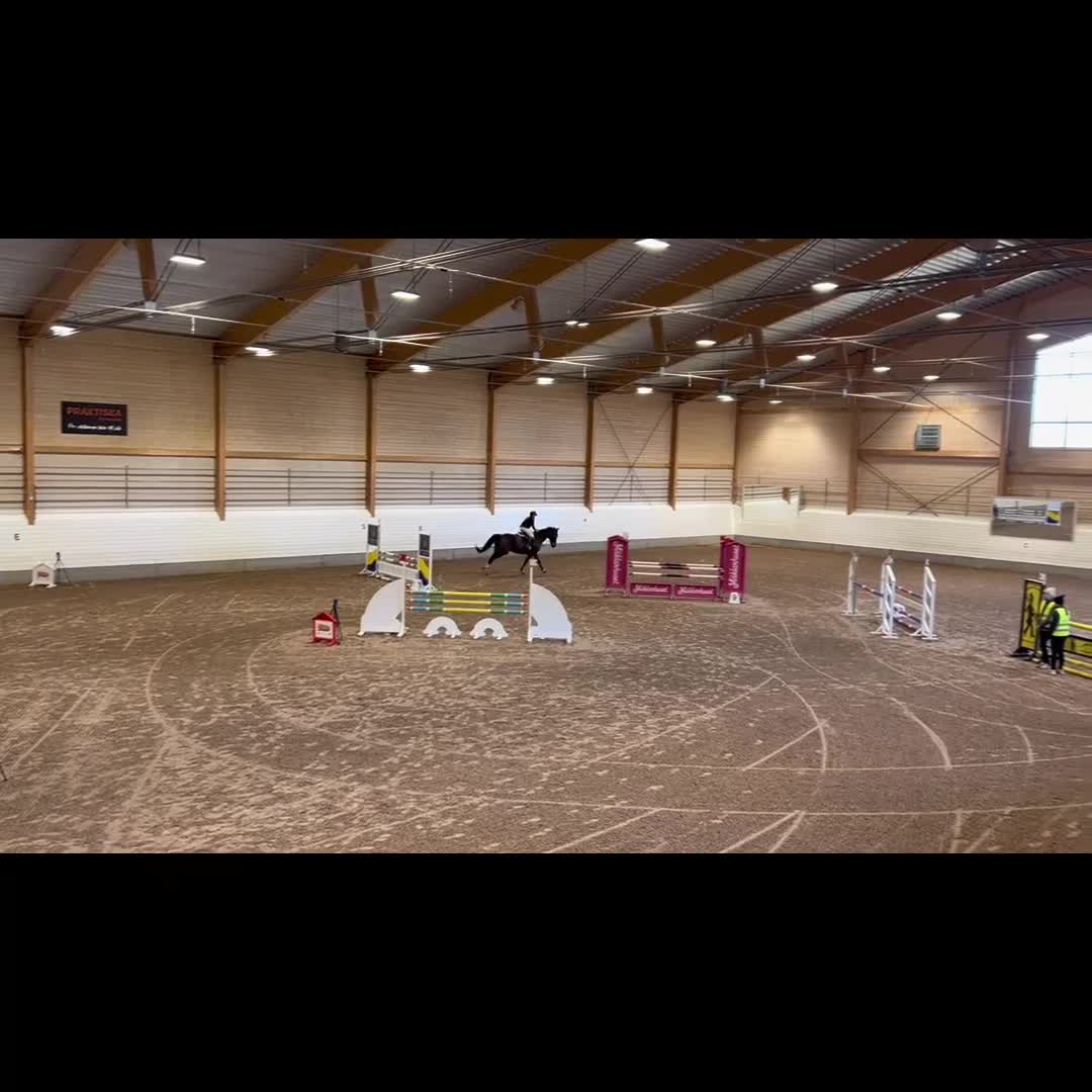 Hoppning hästar till salu: Snäll och storhoppande valack - Video 1