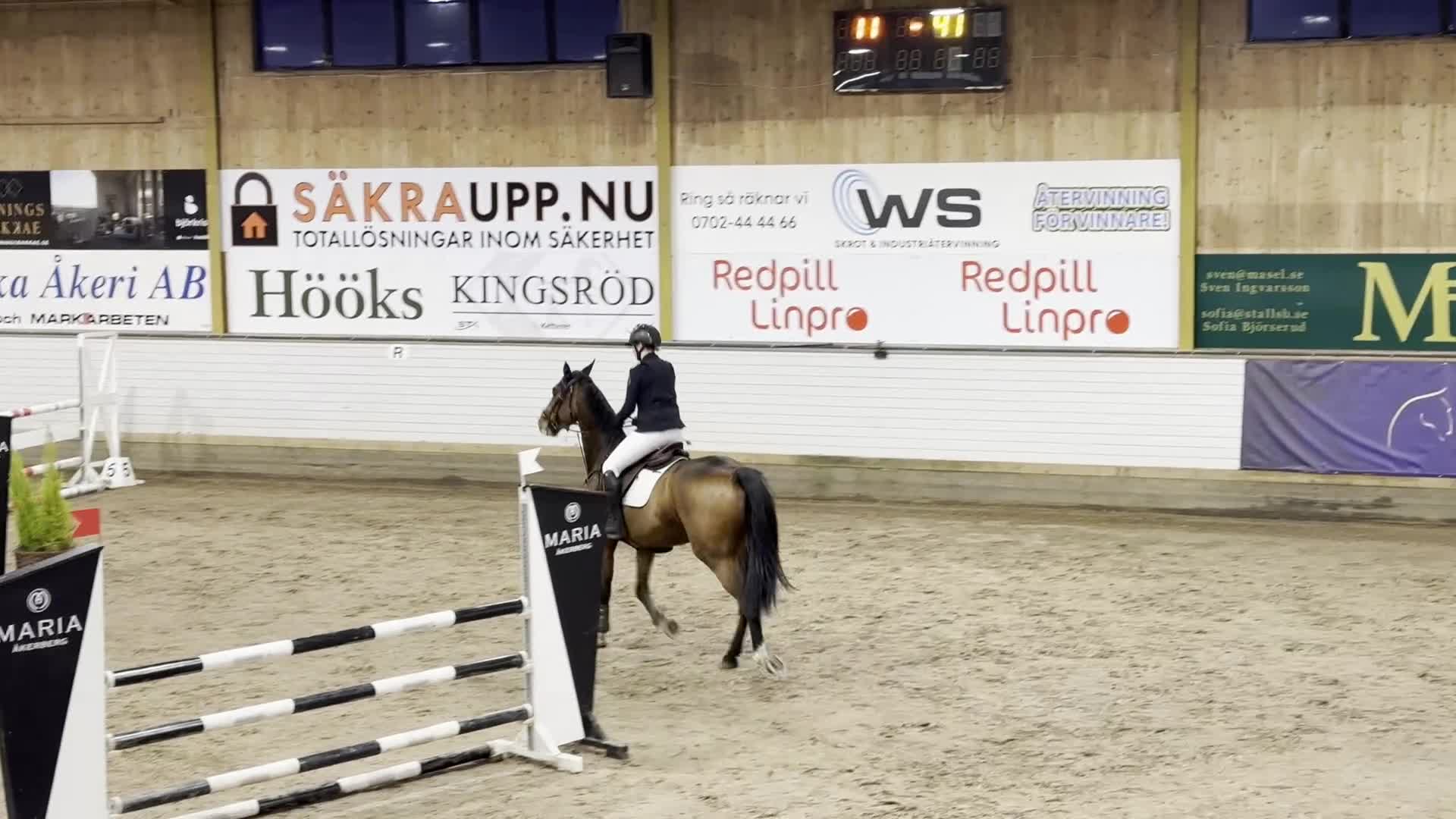 Hoppning hästar till salu: Valack med stor potential  - Video 2