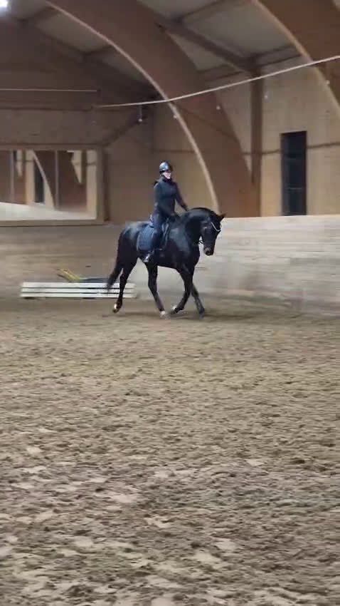 Hoppning hästar till salu: Arbetsvilligt sto för den orädda ryttaren  i Fagersta - Video 1