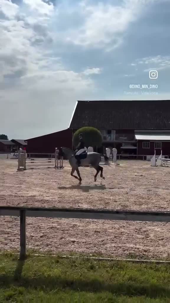 Hoppning hästar till salu: Framtida talang hopp/fältävlan - Video 1