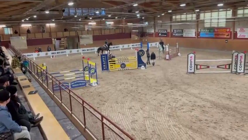 Hoppning hästar till salu: Häftig rosettplockare med stort hjärta i Umeå - Video 2
