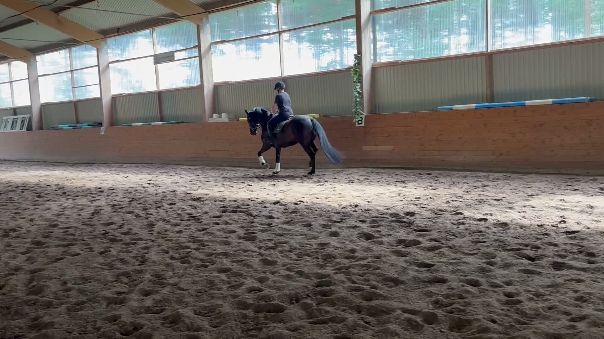 Allround hästar till salu: Charmig 4-åring  i Eksjö - Video 1