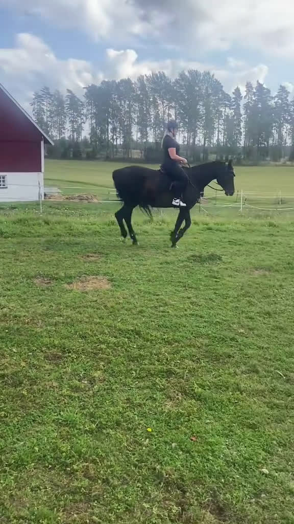 Allround hästar sökes: Bästavän sökes🥰 i Jönköping - Video 1