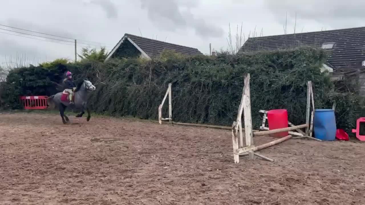 Allround hästar till salu: Vackert och tryggt 1:a klass connemarasto! 💜 - Video 5