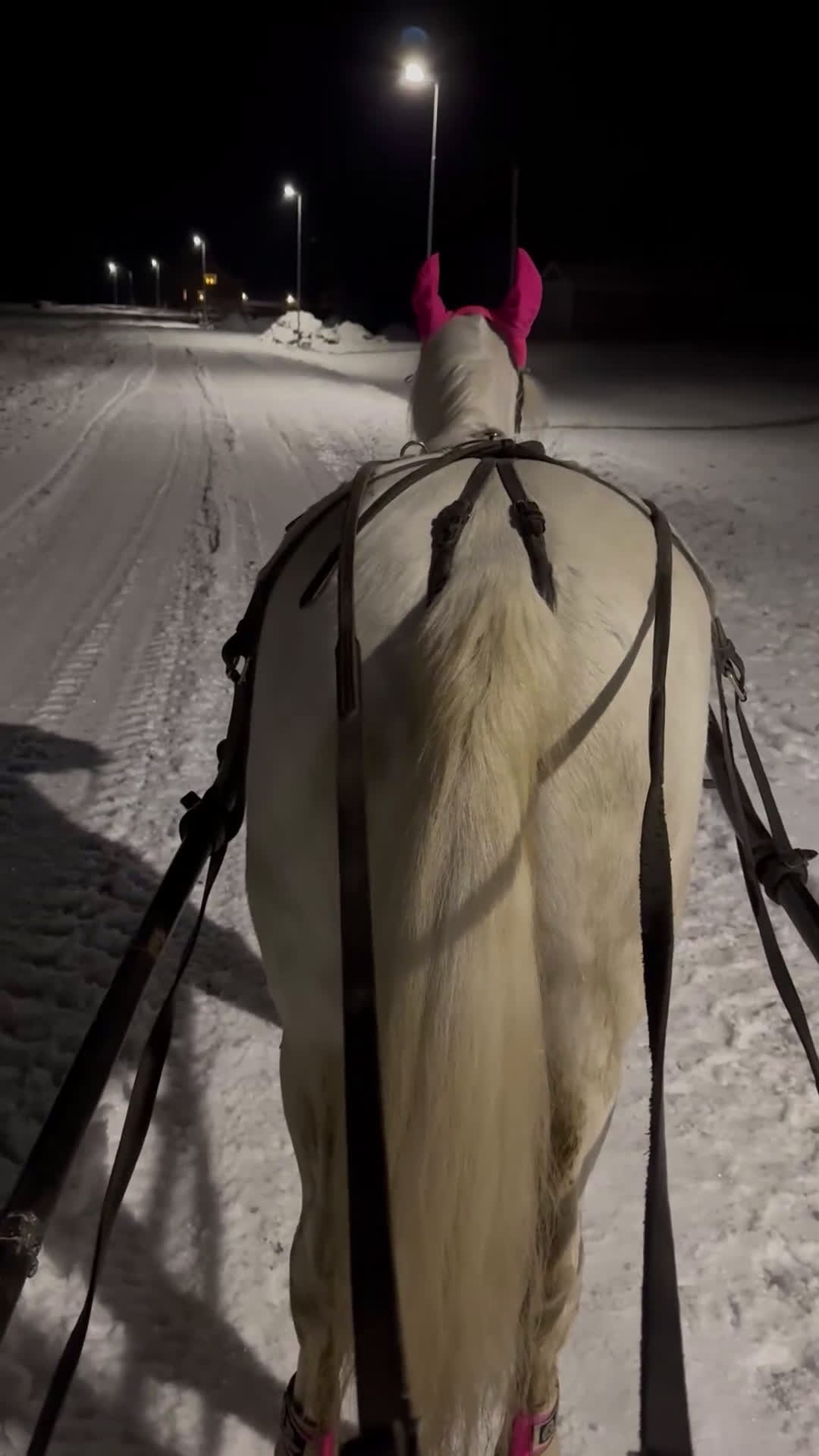Allround hästar till salu: En bästa kompis  i Sangis - Video 1