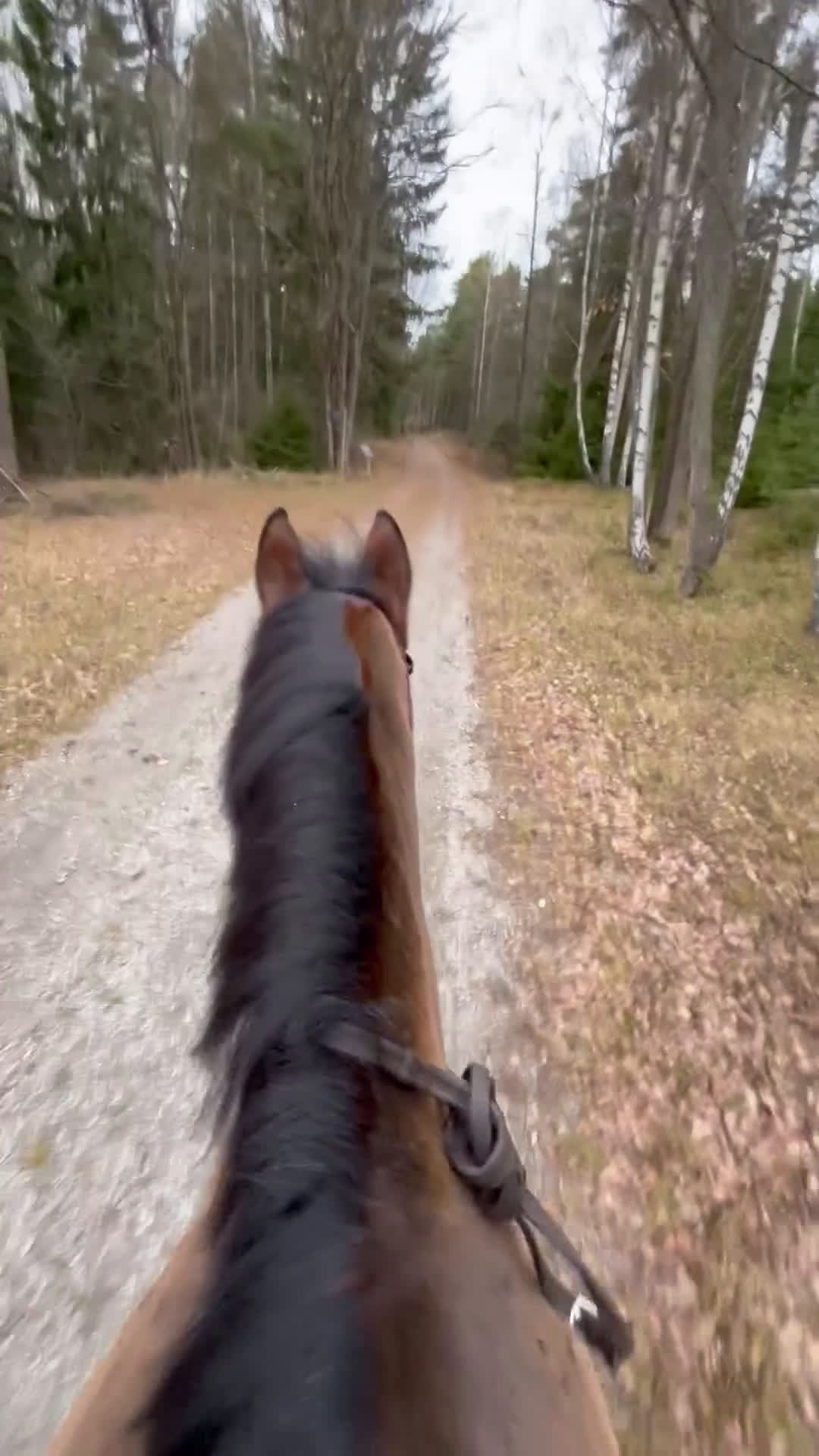 Övrigt hästar till salu: Trygg bästa kompis till salu i Solna - Video 2