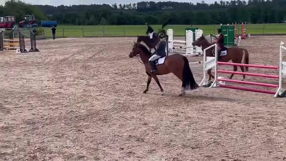 Hoppning hästar till salu: En framåt häst som gillar att hoppa.  - Video 1
