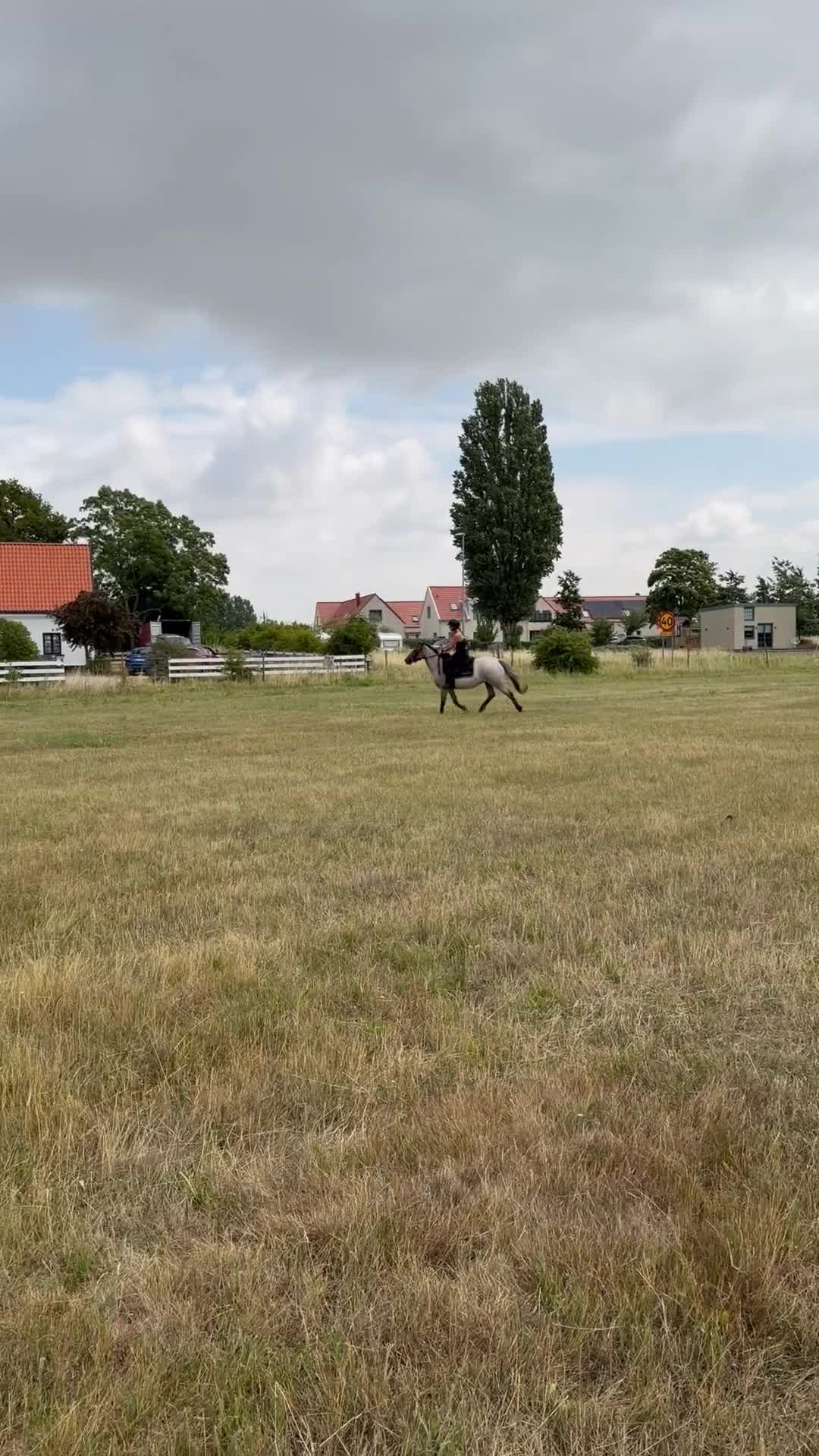 Allround hästar till salu: Lovande ungponny  - Video 2