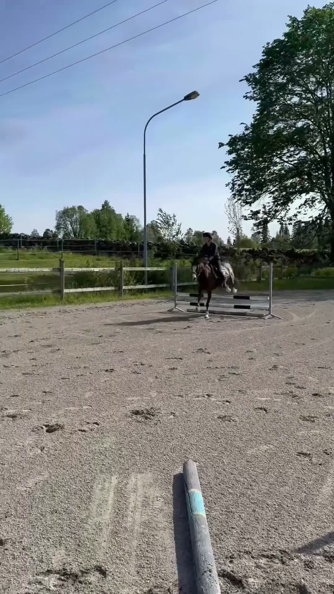 Allround hästar till salu: Fantastisk ponny för stora klasserna  - Video 2