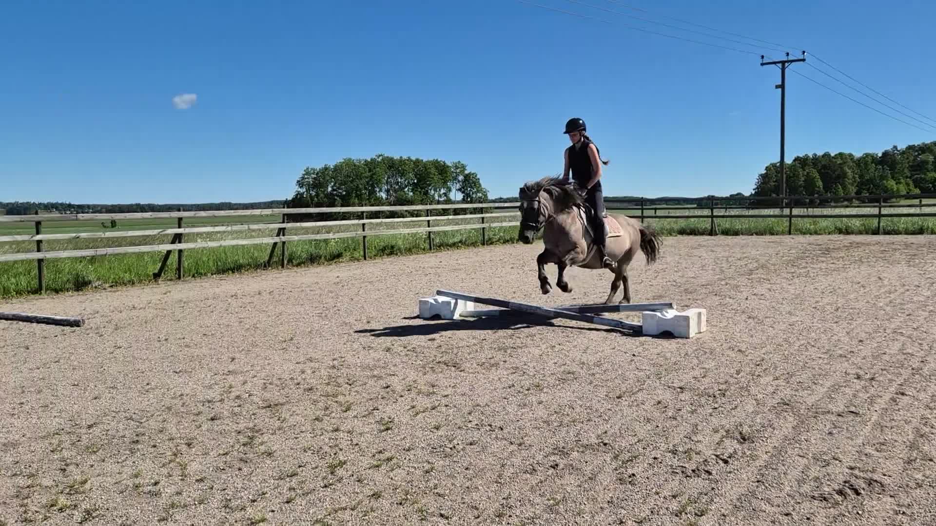 Allround hästar till salu: Trygg islänning/fjording  - Video 2